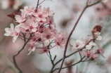 随遇而安的樱花：每年春天最值得期待的景色